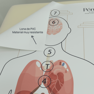 Silueta con órganos - Hombre. Tamaño real: 160x65cm